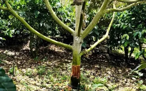 Điều tra vụ phá hoại vườn sầu riêng tại Lâm Đồng, nhiều cây có nguy cơ chết hàng loạt