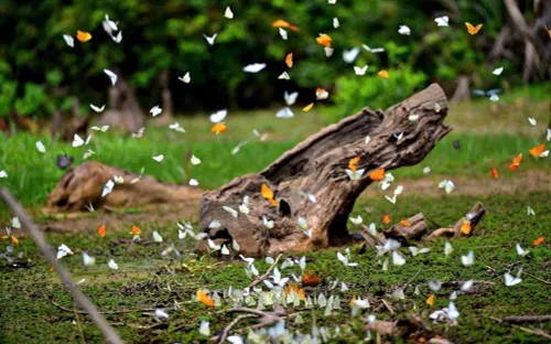 Mùa bướm rừng Cúc Phương đến sớm, hàng triệu cánh bướm rợp trời