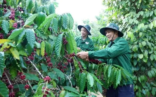 Tái định vị cà phê Robusta Việt Nam: Chuyển dịch từ sản lượng sang giá trị