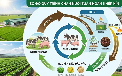 Nông nghiệp tuần hoàn: Giải pháp "vòng lặp" tối ưu chi phí chăn nuôi