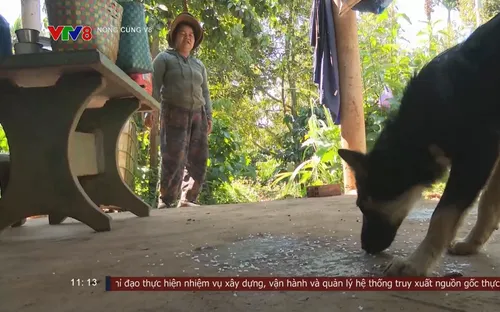 Nguy hiểm từ thói quen nuôi chó canh rẫy