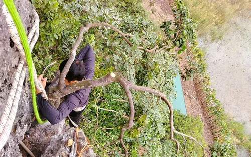 Quảng Ninh: Triệt phá đường dây mua bán hàng trăm cây muội hồng quý hiếm, xử phạt hàng trăm triệu đồng