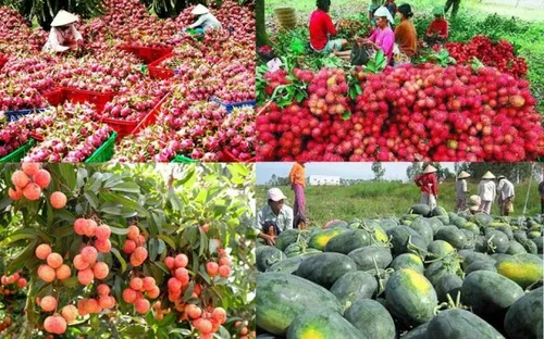 Xuất khẩu nông sản sang Trung Quốc đối mặt quy định mới theo Lệnh 280