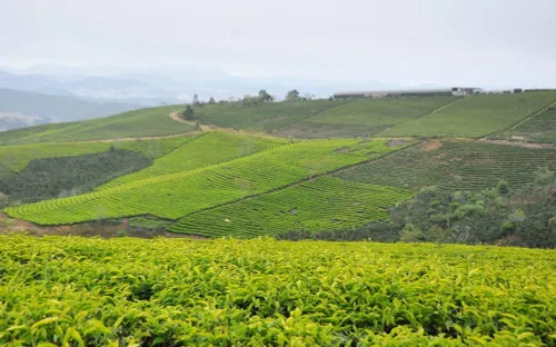 Đồi chè Cầu Đất: Từ nông trường Pháp đến điểm check-in “biểu tượng” của Đà Lạt