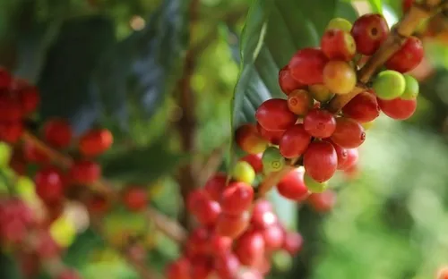 Thị trường nông sản ngày 3/4: Giá cà phê Tây Nguyên phục hồi mạnh mẽ, hồ tiêu "nín thở" chờ thời