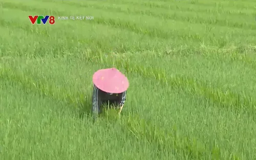 Trồng lúa giảm thải trên cánh đồng mẫu lớn