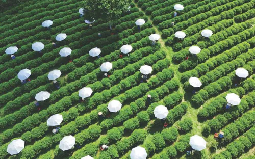 Sắc xuân trên những nương chè Thái Nguyên: Hành trình xanh của sự đổi mới