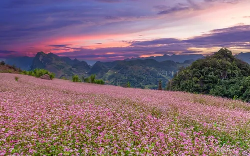 Vẻ đẹp của những loài hoa dại trên cao nguyên đá Hà Giang mùa lễ hội