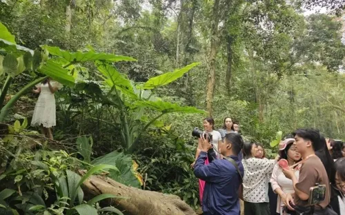 Bụi ráy khổng lồ ở Cúc Phương thành điểm check-in hút khách