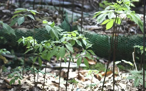 Tận dụng hệ sinh thái đa dạng, Quảng Ngãi thúc đẩy phát triển dược liệu