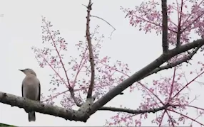 Sắc hoa ngô đồng trong kinh thành Huế