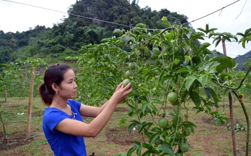 Chanh leo liệu có trở thành cây xuất khẩu tỷ đô?