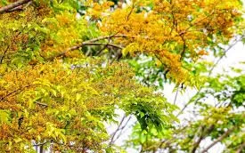 Mùa hoa sưa rực vàng Đà Nẵng, nâng tầm lễ hội thành sản phẩm du lịch đặc trưng