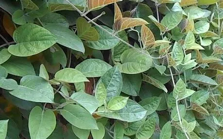 Lá mơ lông: Thảo dược dân gian hỗ trợ tiêu hóa nhưng cần dùng đúng cách