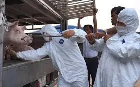 Phát hiện, tiêu hủy 100 con lợn nhiễm dịch tả lợn châu Phi tại Quảng Trị