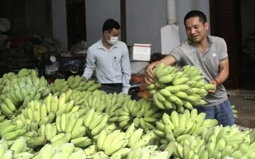 Sơn La phấn đấu giá trị hàng hóa xuất khẩu đạt 240 triệu USD trong năm 2026