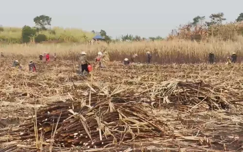 Đắk Lắk: Nông dân bất an vì mía bị cháy trong mùa cao điểm nắng nóng