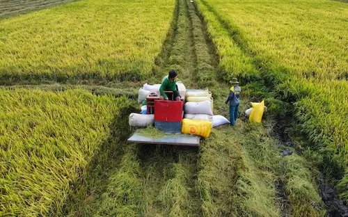 Xuất khẩu gạo: cần giải pháp ‘nuôi dưỡng’ nguồn hàng qua giai đoạn khó