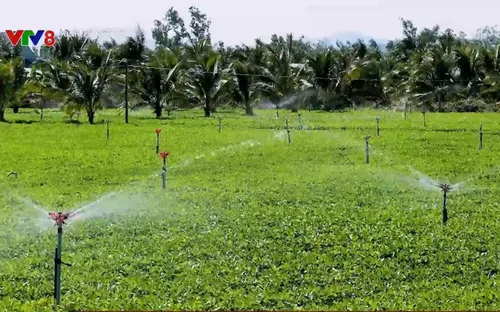 Chuyển đổi cây trồng: Hướng đi mới từ cây đậu phộng