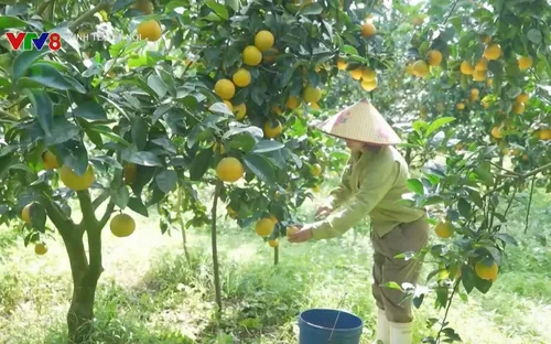 Nông dân Hà Tĩnh được mùa Cam