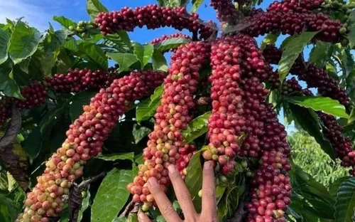 Bản tin nông sản hôm nay (9-4): Giá cà phê giảm sâu, giá hồ tiêu tăng