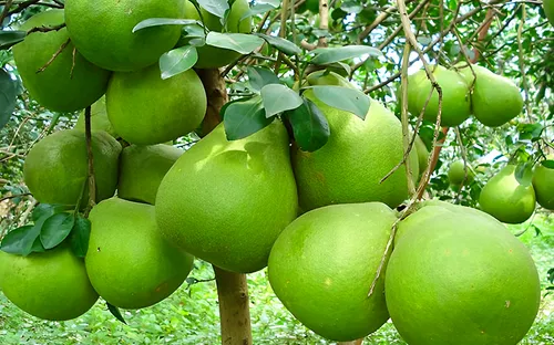 Australia mở cửa nhập khẩu bưởi Việt Nam, mở rộng cơ hội cho nông sản