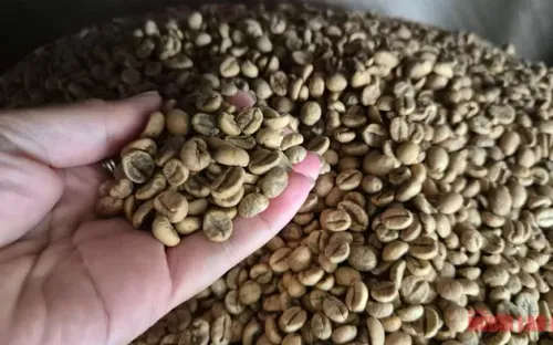 Giá cà phê ngày 10-4: Robusta và Arabica cùng giảm