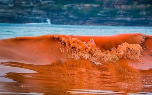 Giải mã hiện tượng thủy triều đỏ và tác động đến hệ sinh thái biển