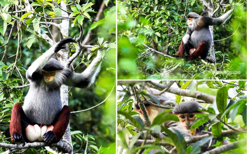 Khám phá các loài linh trưởng quý hiếm tại bán đảo Sơn Trà