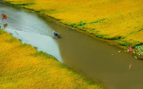 Mùa lúa chín bên dòng Ngô Đồng: Tuyệt tác thiên nhiên tháng 4