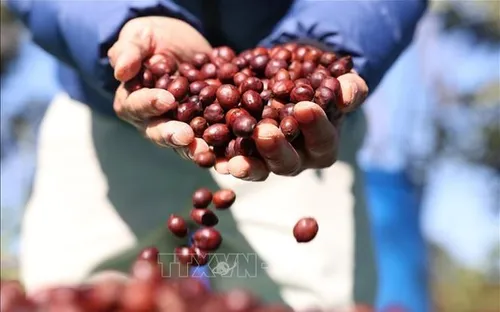 Bản tin nông sản hôm nay (11-4): Giá cà phê giảm nhẹ