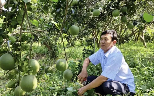 Việt Nam chuẩn bị xuất khẩu lô bưởi đầu tiên vào thị trường Australia