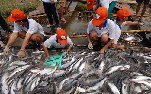 Để doanh nghiệp Đồng bằng sông Cửu Long vượt khó trước áp lực bủa vây