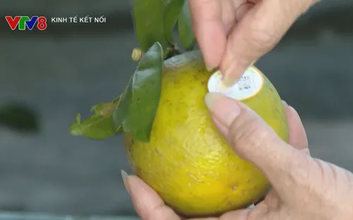 Mã số vùng trồng, “giấy thông hành" cho nông sản xuất khẩu