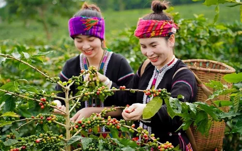 Bản tin nông sản hôm nay (12-4): Giá cà phê, hồ tiêu đồng loạt tăng