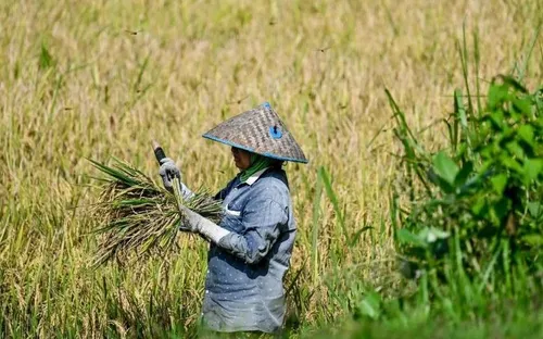 Ngành lúa gạo Đông Nam Á lao đao