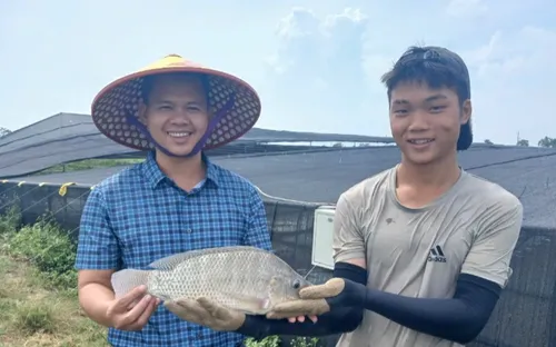 Cá rô phi có tiềm năng thành mặt hàng xuất khẩu chủ lực