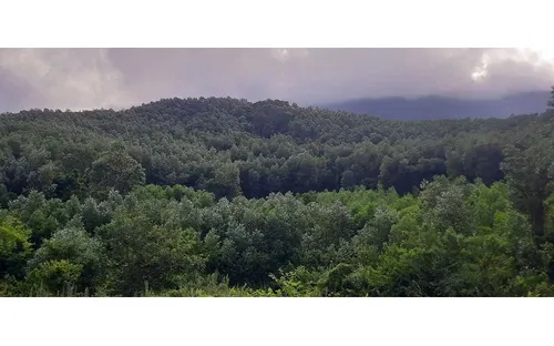 Đà Nẵng định hướng đến năm 2040 thay thế 90% diện tích trông keo bằng cây trông khác