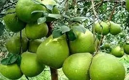 Việt Nam xuất khẩu lô bưởi đầu tiên sang Australia