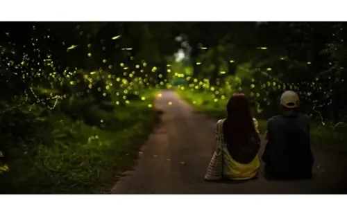 Ngắm đom đóm đêm ở Cúc Phương: Trải nghiệm thiên nhiên trong tĩnh lặng