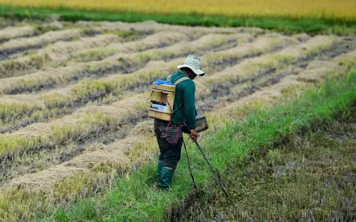 Nông nghiệp Việt trong kỷ nguyên xanh: Cơ hội lớn từ hạt gạo nhỏ