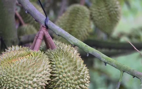 Ách tắc kiểm định làm gián đoạn chuỗi thu mua sầu riêng tại Đồng bằng sông Cửu Long