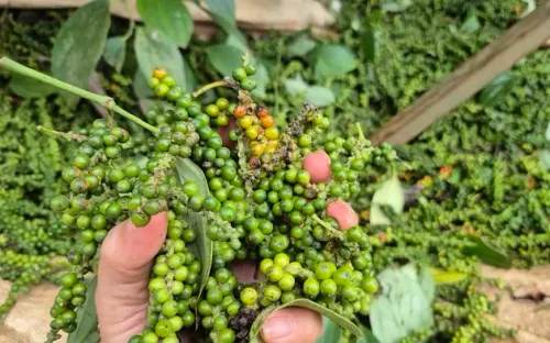 Một doanh nghiệp xuất khẩu hồ tiêu bị lừa đảo mất gần 16 tỉ đồng tại Pakistan