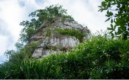 Giải mã cơ chế thích nghi kỳ diệu của thực vật vùng núi đá cao