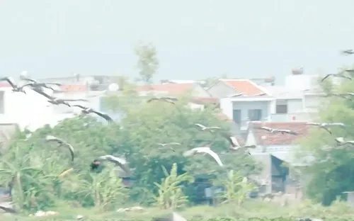 Đàn cò nhạn quý hiếm xuất hiện ở Đắk Lắk