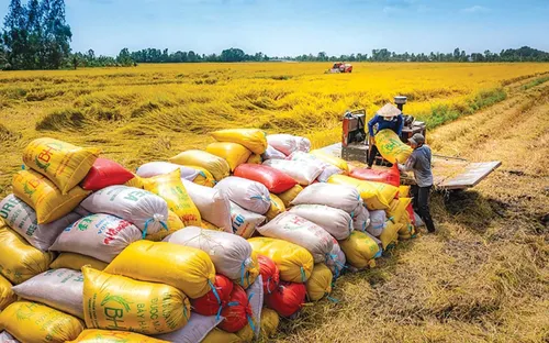 Giá gạo xuất khẩu tăng, nông dân vẫn khó khăn đầu ra