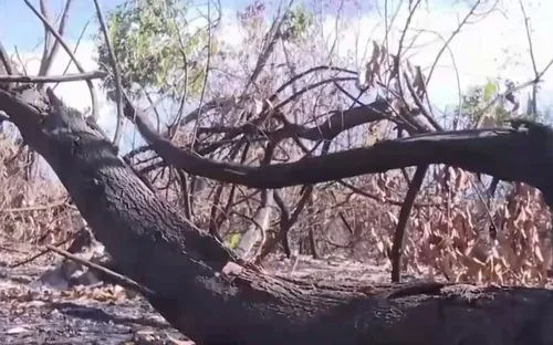 Đà Nẵng: Tăng cường các biện pháp cấp bách phòng cháy, chữa cháy rừng phòng hộ ven biển