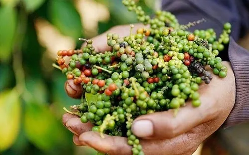 Bản tin nông sản hôm nay (18-4): Giá cà phê giảm sâu