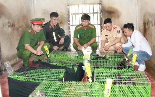 Khởi tố đối tượng vận chuyển hàng trăm cá thể động vật hoang dã quý hiếm ra biên giới