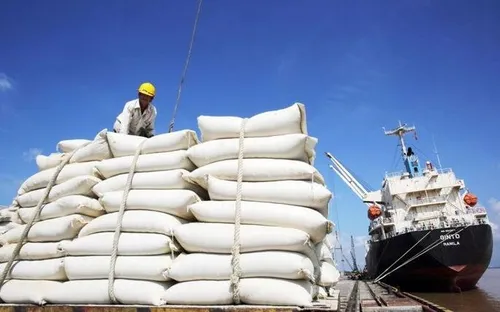 Giá lúa gạo tiếp tục tăng, gạo thơm tiến sát mốc 500 USD/tấn